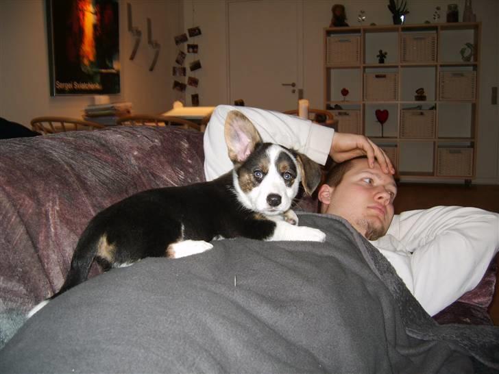 Welsh corgi cardigan Faarup Indy - AFLIVET - Det er blødt, når man ligger på far´s mave billede 7