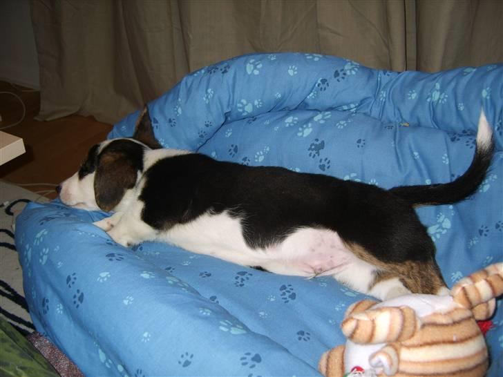 Welsh corgi cardigan Faarup Indy - AFLIVET - I kurven endnu en gang billede 8