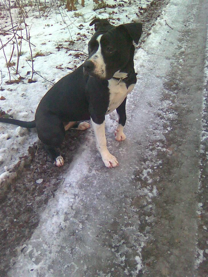 Amerikansk staffordshire terrier Maggie billede 16