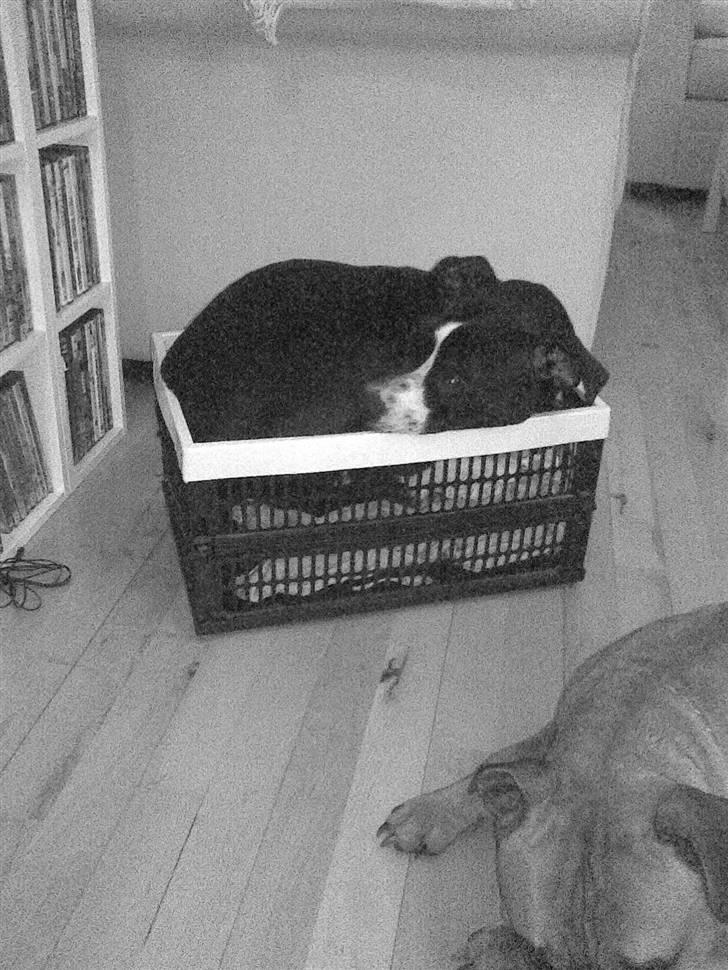 Amerikansk staffordshire terrier Maggie - Hvorfor investere i en hundekurv når en klapkasse kan bruges..? Hihi.. Skøre hunde!! billede 17