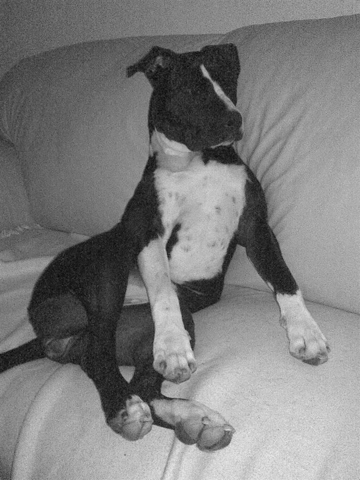 Amerikansk staffordshire terrier Maggie - Hvem sagde sofaslænger?? billede 18