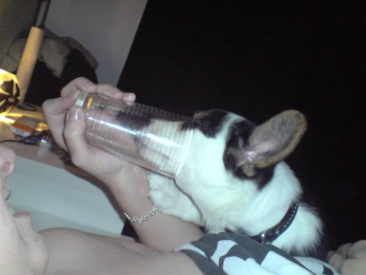 Welsh corgi cardigan Faarup Indy - AFLIVET - Han troede at der var noget i glasset billede 9