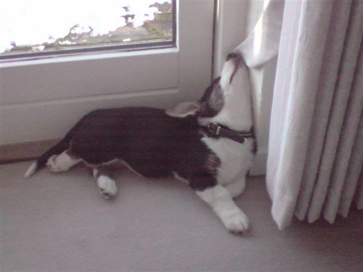 Welsh corgi cardigan Faarup Indy - AFLIVET - Så´n kan man også sove billede 10