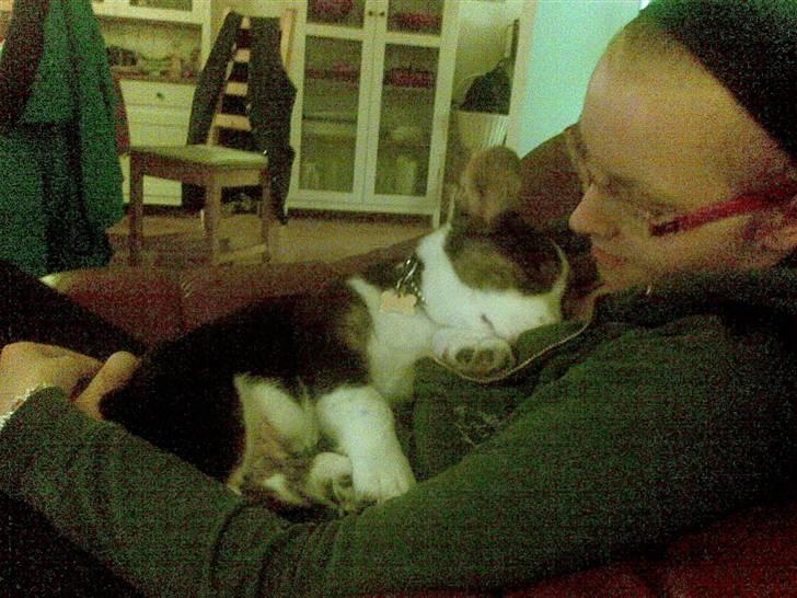 Welsh corgi cardigan Faarup Indy - AFLIVET - Oppe ved mor billede 11