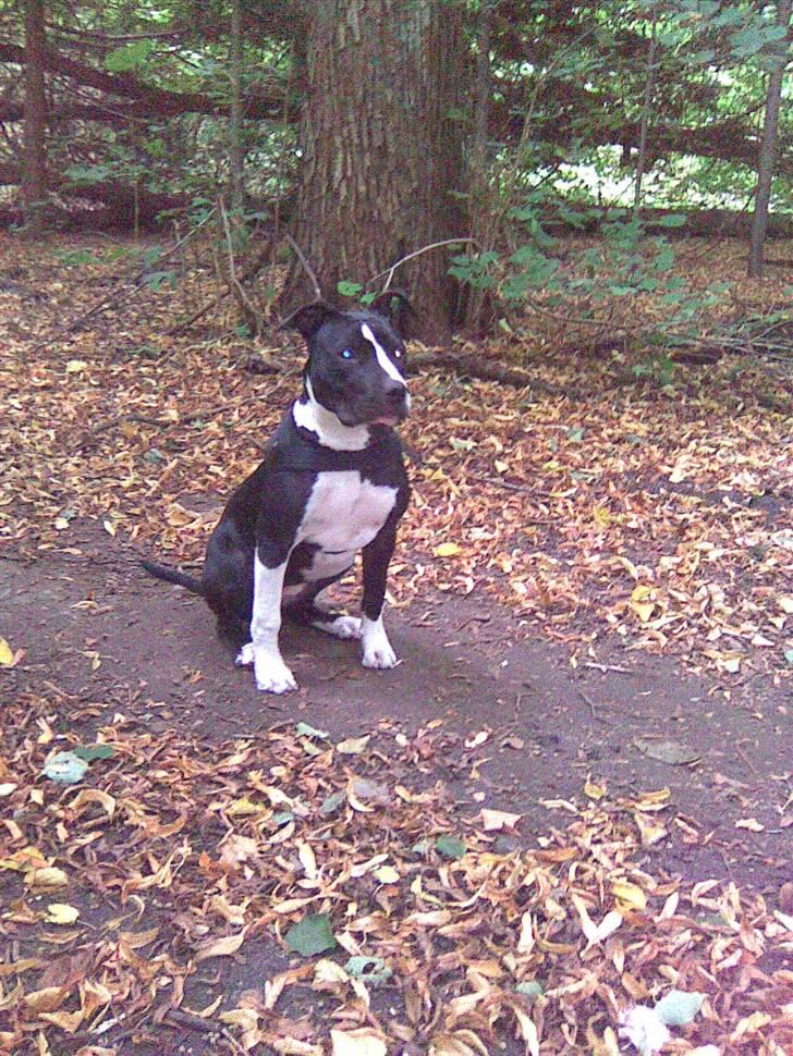 Amerikansk staffordshire terrier Maggie billede 19