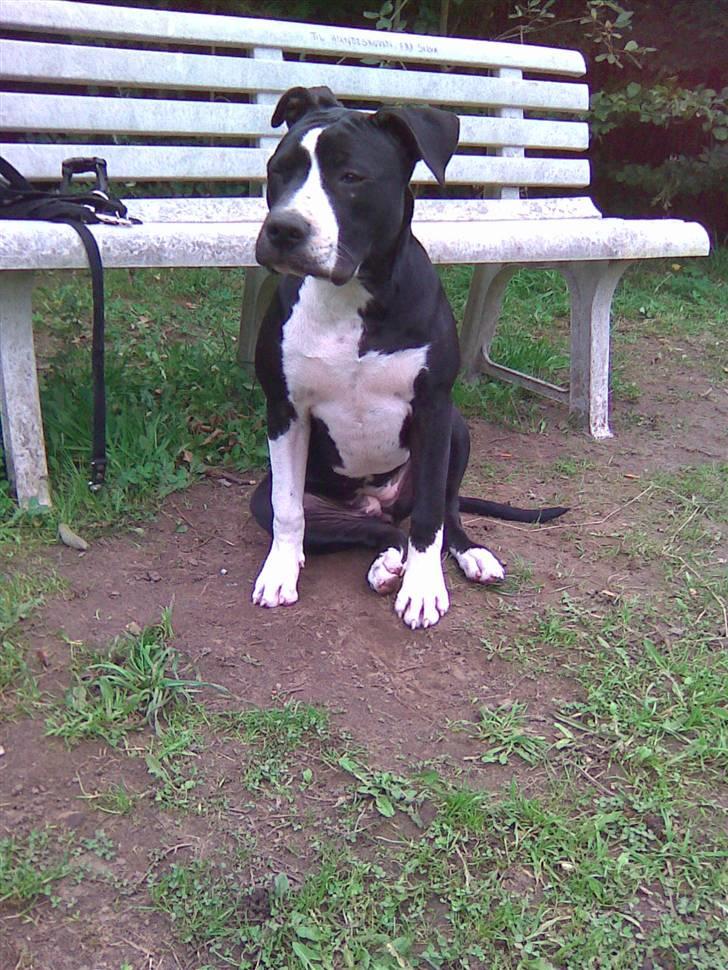 Amerikansk staffordshire terrier Maggie billede 20