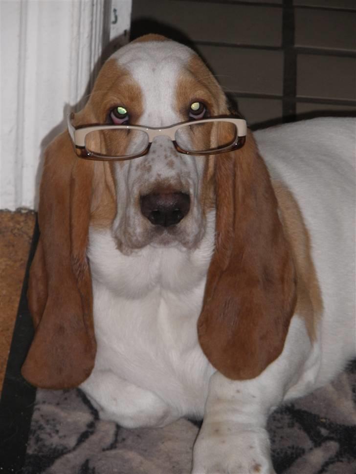 Basset hound Mille (himmelhund) - dette billeder sider på døren med teksten : her vogter jeg. det skønt man kan lave de skildte selv :) billede 18