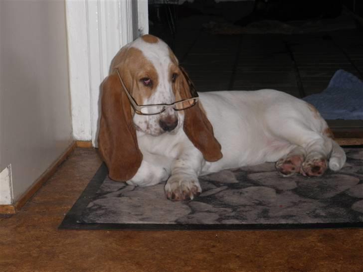 Basset hound Mille (himmelhund) billede 19