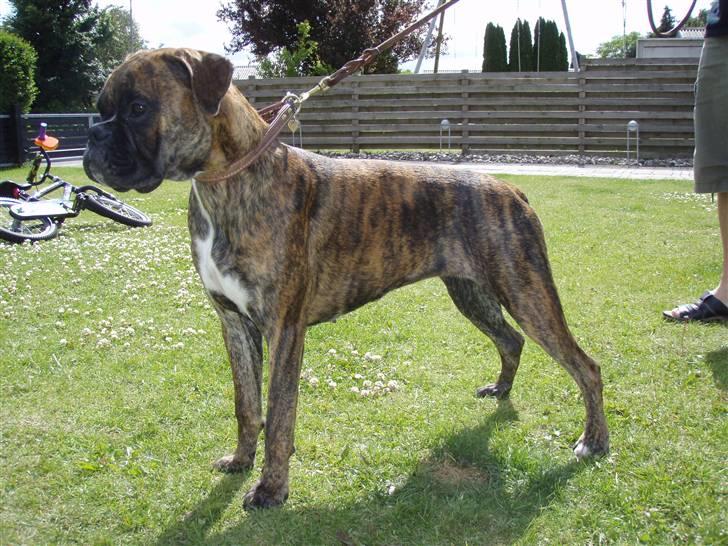 Boxer hearts of hope / Karla - Karla 7 uger billede 2