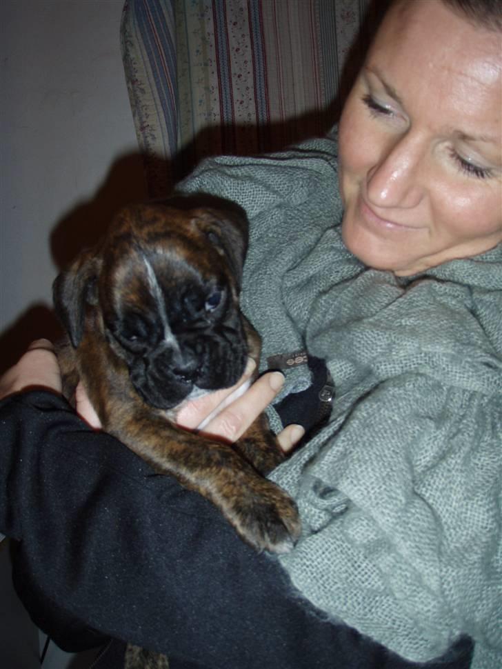 Boxer hearts of hope / Karla billede 3