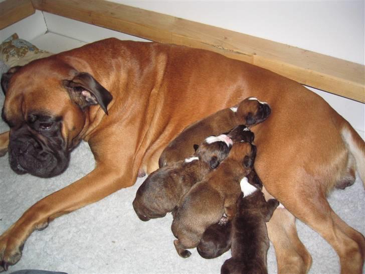 Boxer hearts of hope / Karla - mor Bojana med hvalpene billede 4