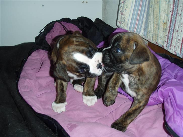 Boxer hearts of hope / Karla billede 5