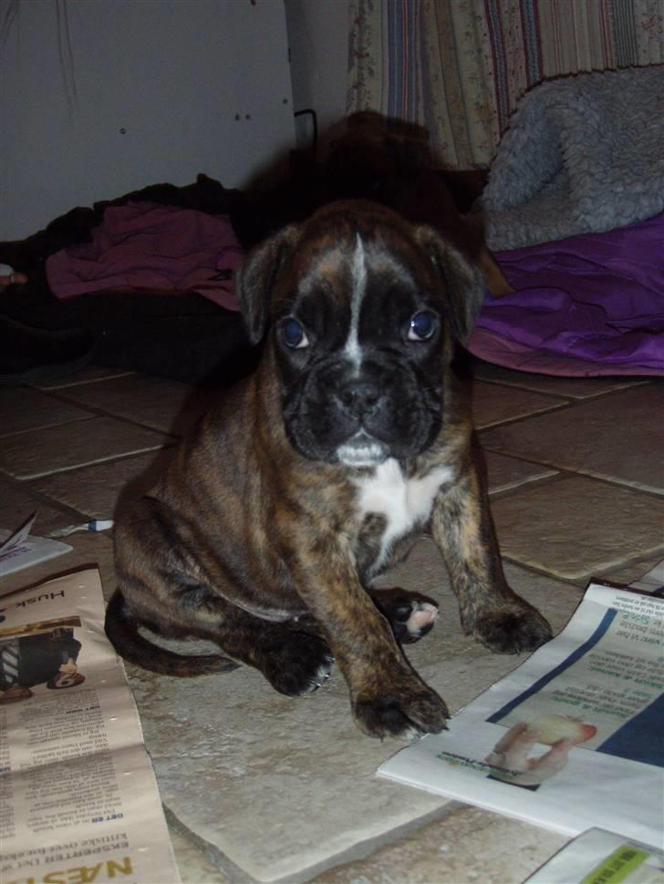 Boxer hearts of hope / Karla billede 6