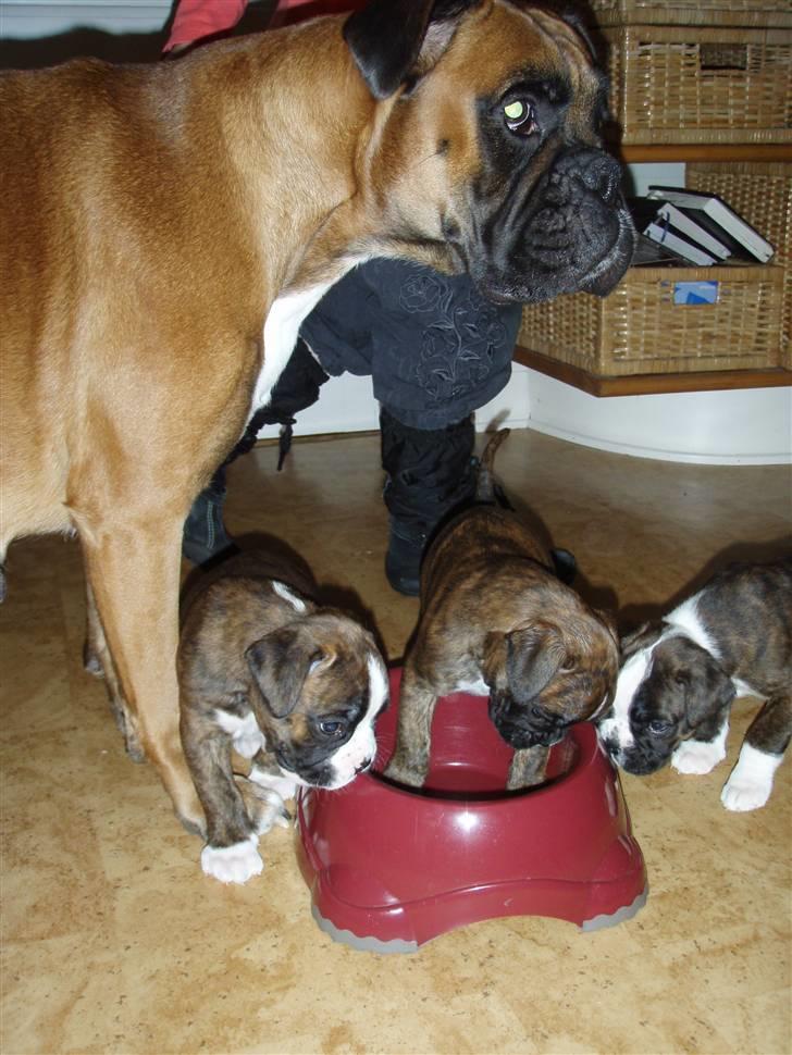 Boxer hearts of hope / Karla billede 7