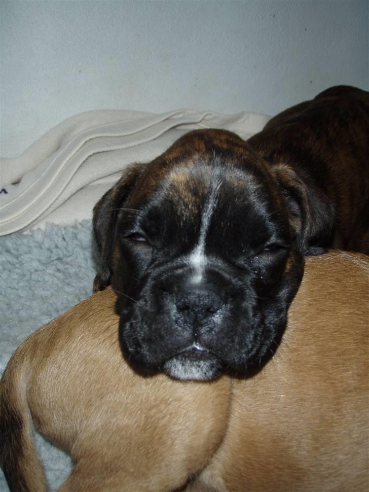 Boxer hearts of hope / Karla billede 8