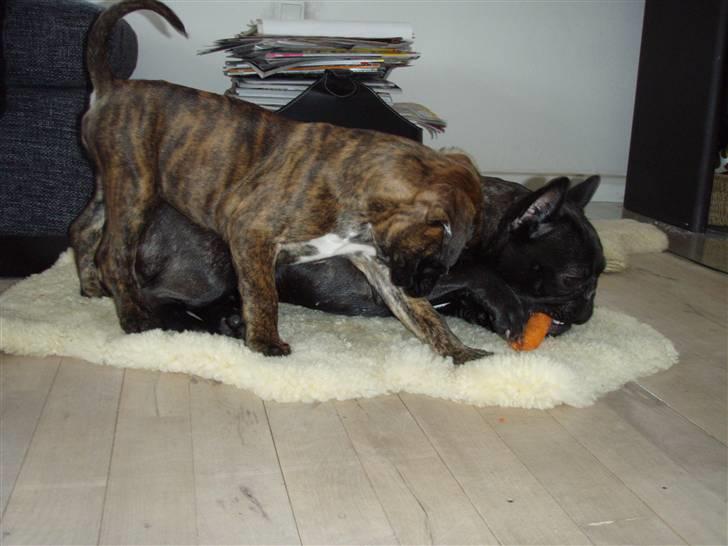 Boxer hearts of hope / Karla - Karla og "Storesøster" Kahlua billede 9