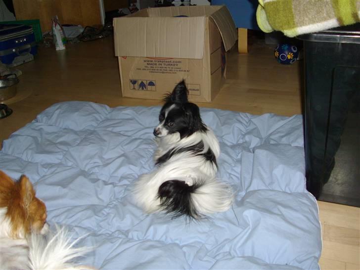 Papillon Balou *Bor Hos Veninde* billede 18