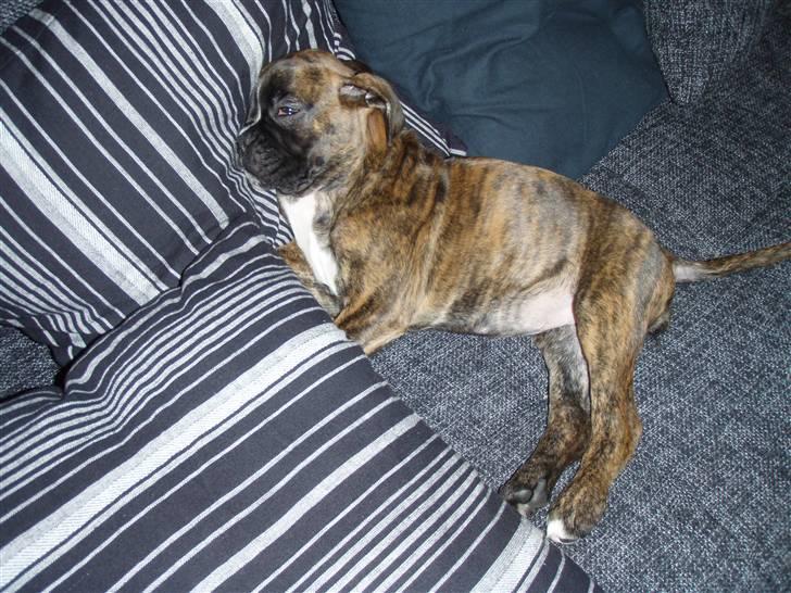 Boxer hearts of hope / Karla - zzzzzz - 8 uger billede 10