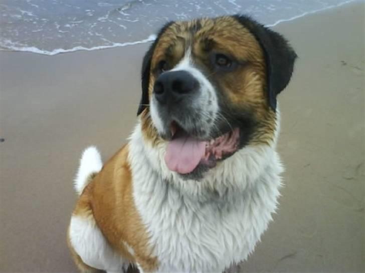 Sankt bernhardshund Max billede 1