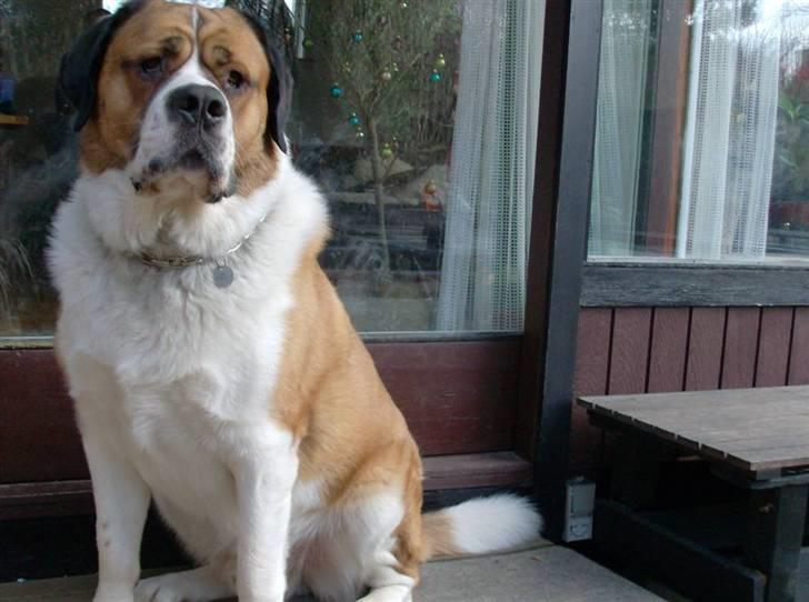 Sankt bernhardshund Max billede 2