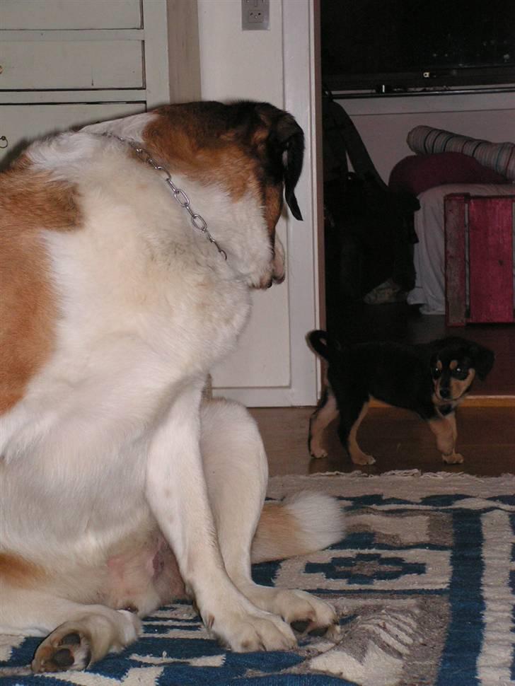 Sankt bernhardshund Max billede 4