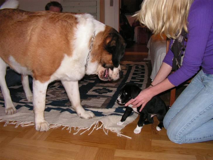 Sankt bernhardshund Max billede 5