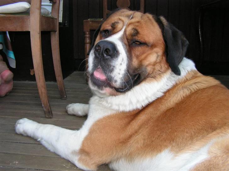 Sankt bernhardshund Max billede 6