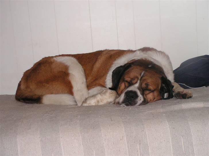 Sankt bernhardshund Max billede 7