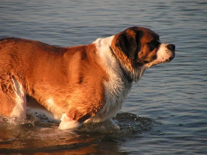 Sankt bernhardshund Max billede 8