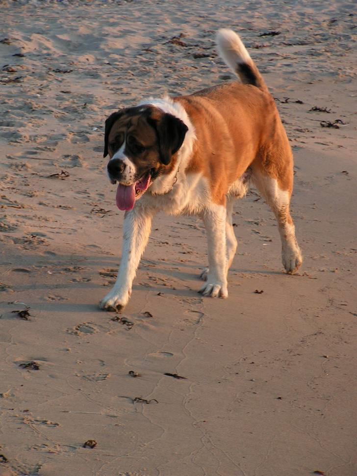 Sankt bernhardshund Max billede 9