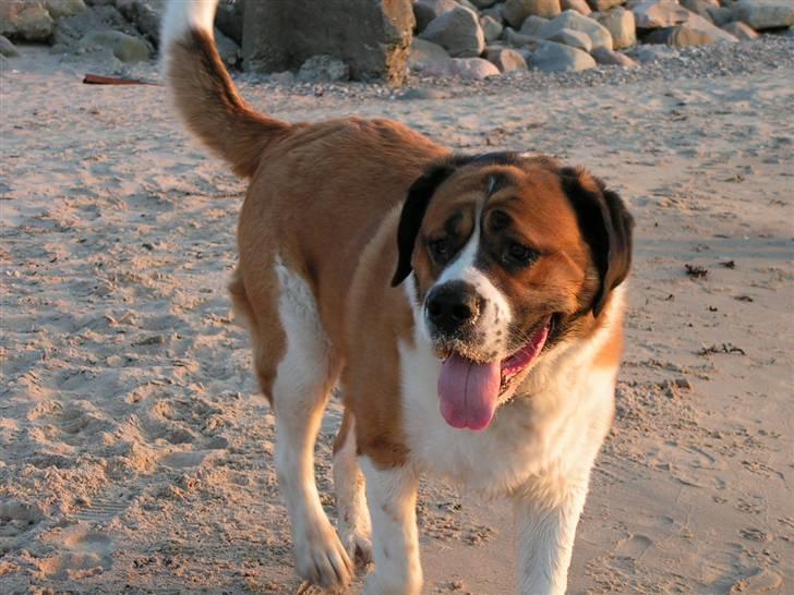 Sankt bernhardshund Max billede 10