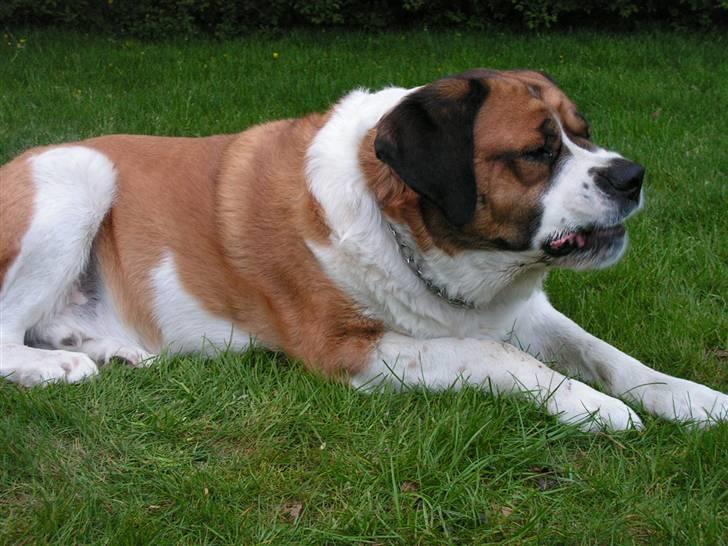 Sankt bernhardshund Max billede 12