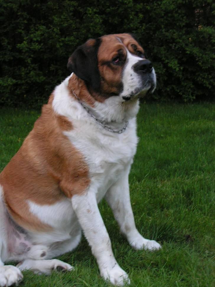 Sankt bernhardshund Max billede 13