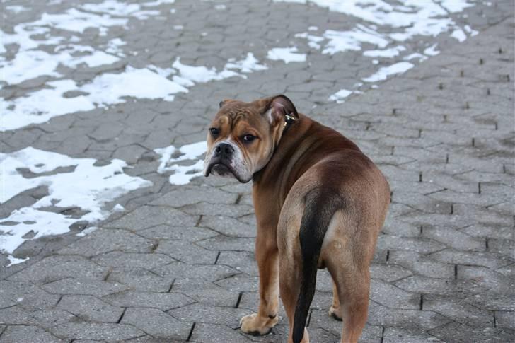 Olde english bulldogge Milo - 5måneder billede 6