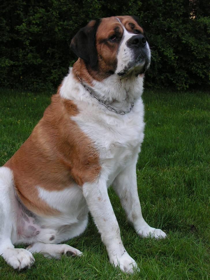 Sankt bernhardshund Max billede 14