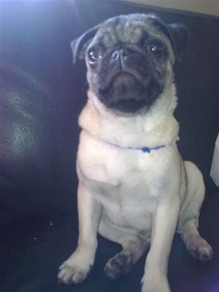 Mops Kaizer *R.I.P* billede 2