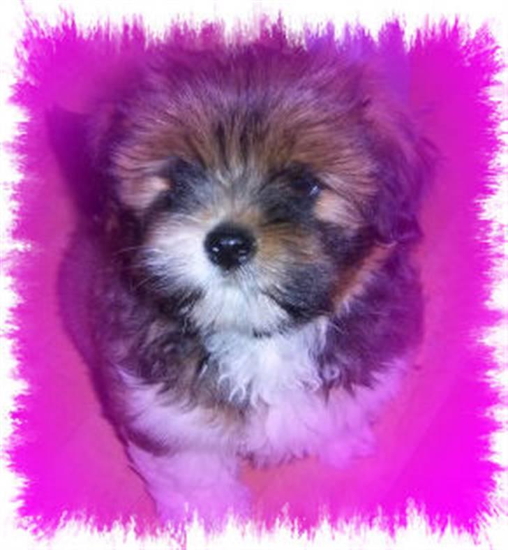 Lhasa apso *Pinky* billede 11