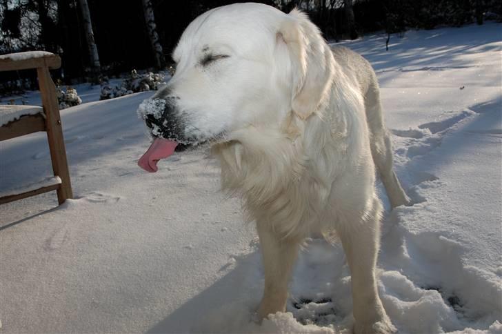 Golden retriever Bounty (RIP)  billede 17