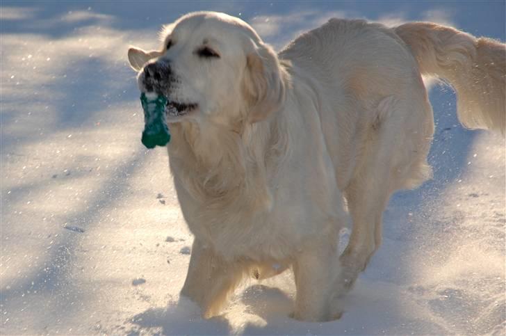 Golden retriever Bounty (RIP)  billede 18