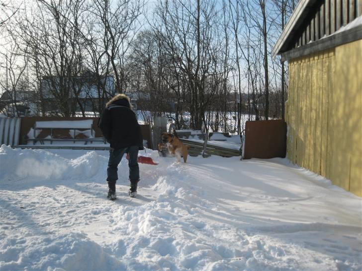 Blanding af racer Buster - hjælper far med at skovle sne billede 20