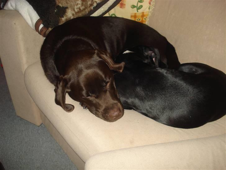 Amerikansk staffordshire terrier Carla billede 7