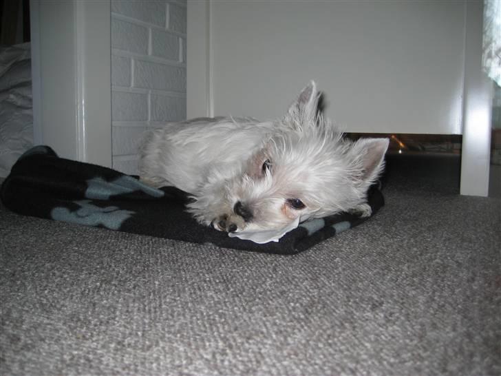 West highland white terrier Oskar - Uhm - oksehud smager godt billede 12