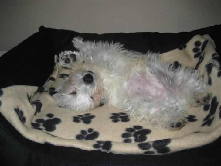 West highland white terrier Oskar - Helt væk i drømmeland billede 14