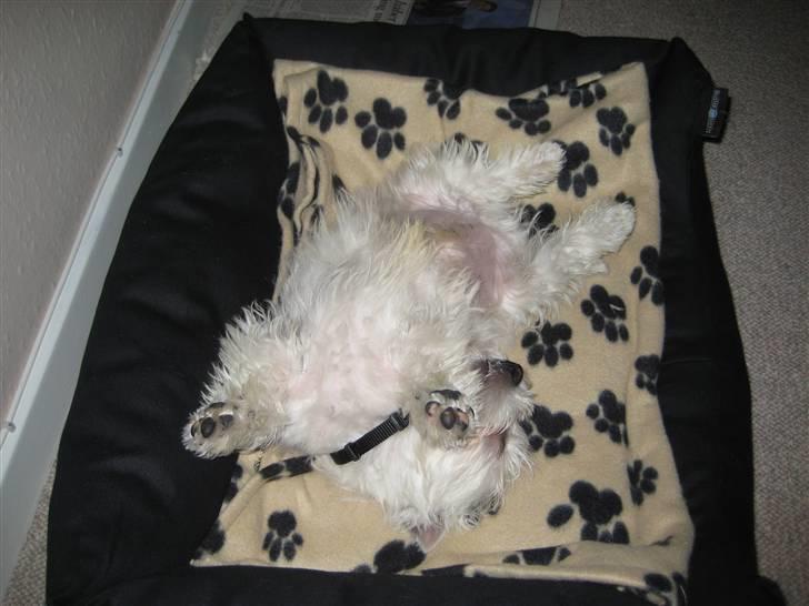 West highland white terrier Oskar - Snork! billede 15