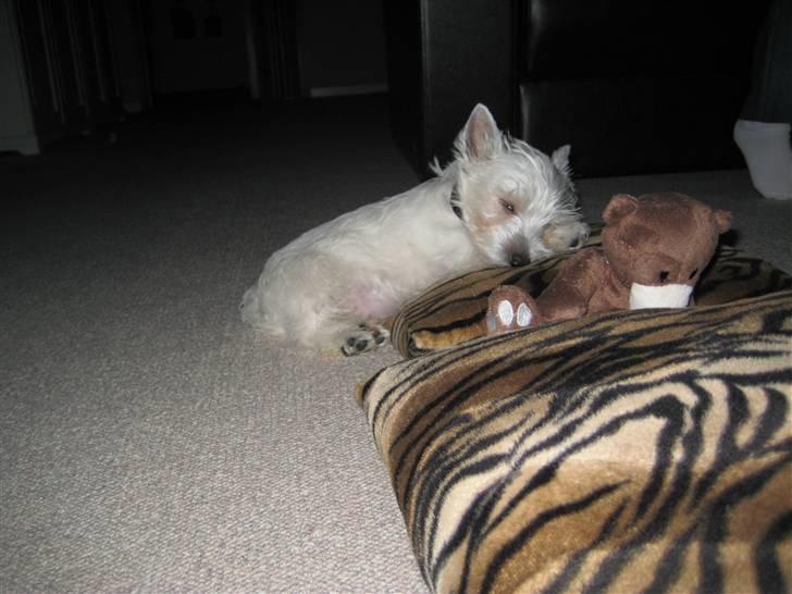 West highland white terrier Oskar - Jeg sover ikke - hviler kun lidt billede 16