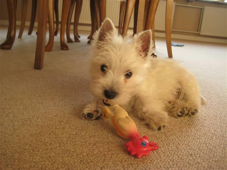 West highland white terrier Oskar - Gumle gumle - dejligt med en kylling billede 17