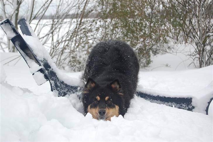 Finsk lapphund DKCH Fjällfarmens Oliwia - " DYYYYB sneeee!"  billede 39