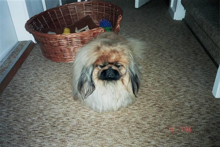 Pekingeser Kisci Fine Kasper.  R.I.P - jeg let sur idag  billede 5