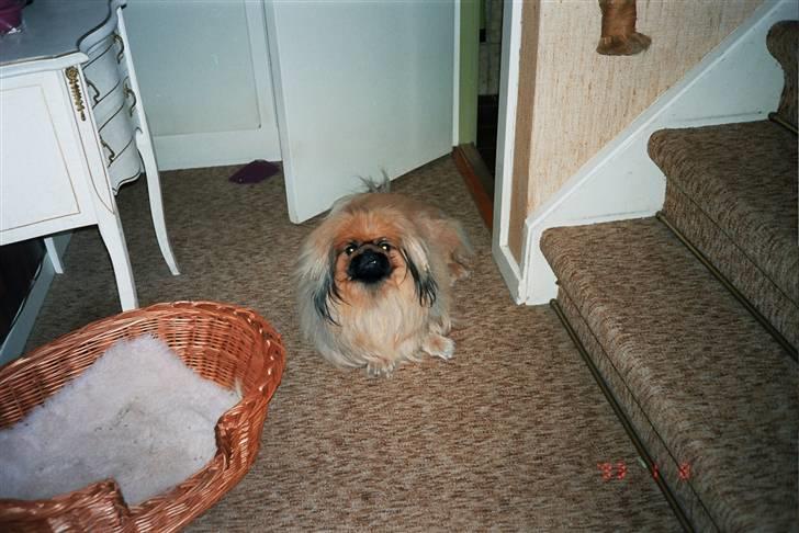 Pekingeser Kisci Fine Kasper.  R.I.P - kom bage an for her vogter jeg billede 6