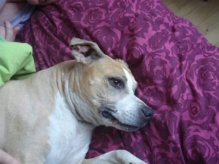 Blanding af racer Minnie 4/10 00 - 21/4 10 billede 10